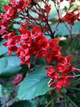 狀元紅網(wǎng)，揭秘4987精準資料的秘密，狀元紅網(wǎng)揭秘，精準資料4987背后的秘密