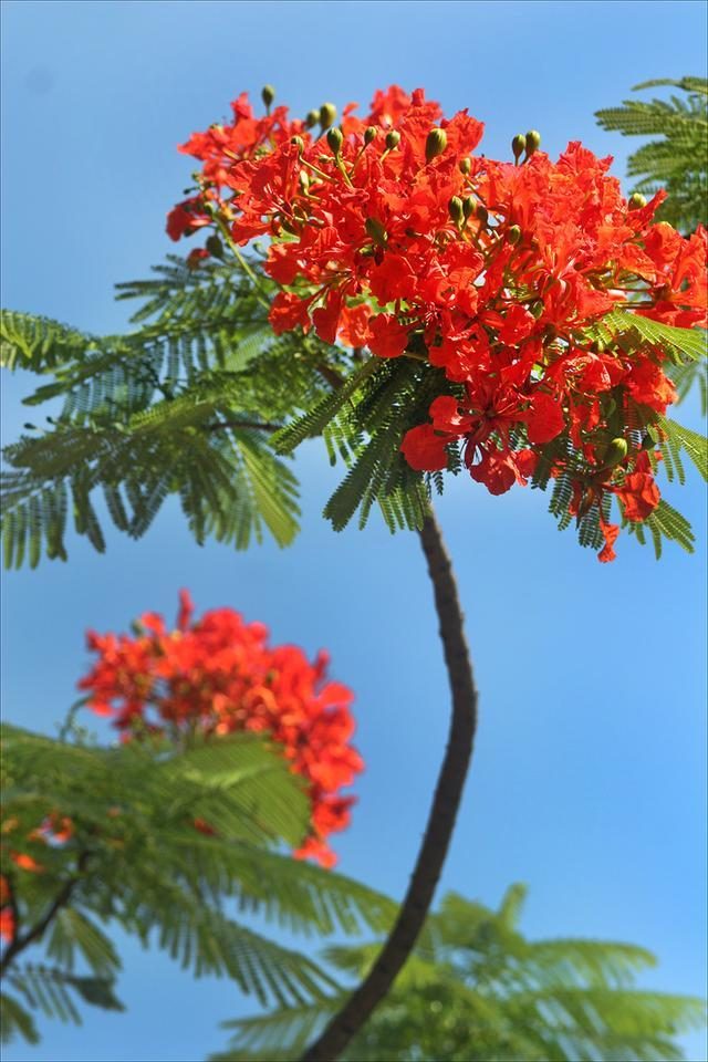 狀元紅，揭秘4987最準(zhǔn)最快的秘密武器，狀元紅，揭秘最準(zhǔn)最快的秘密武器 4987