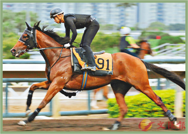 香港賽馬，探索數(shù)字背后的激情與榮耀，香港賽馬，數(shù)字背后的激情與榮耀之旅