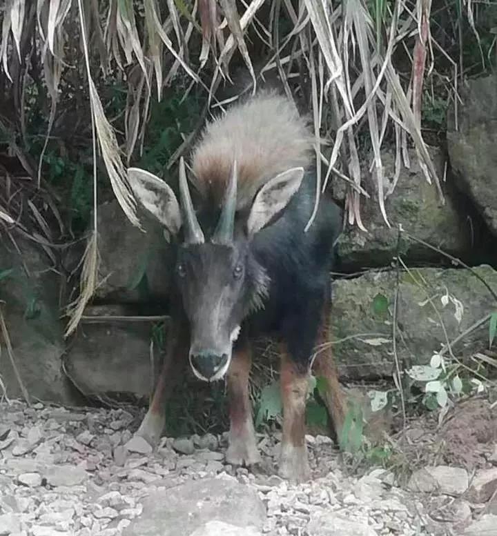 揭秘四不像一肖圖王中王身份之謎——探尋背后的神秘人物，揭秘四不像一肖圖王中王背后的神秘人物身份之謎