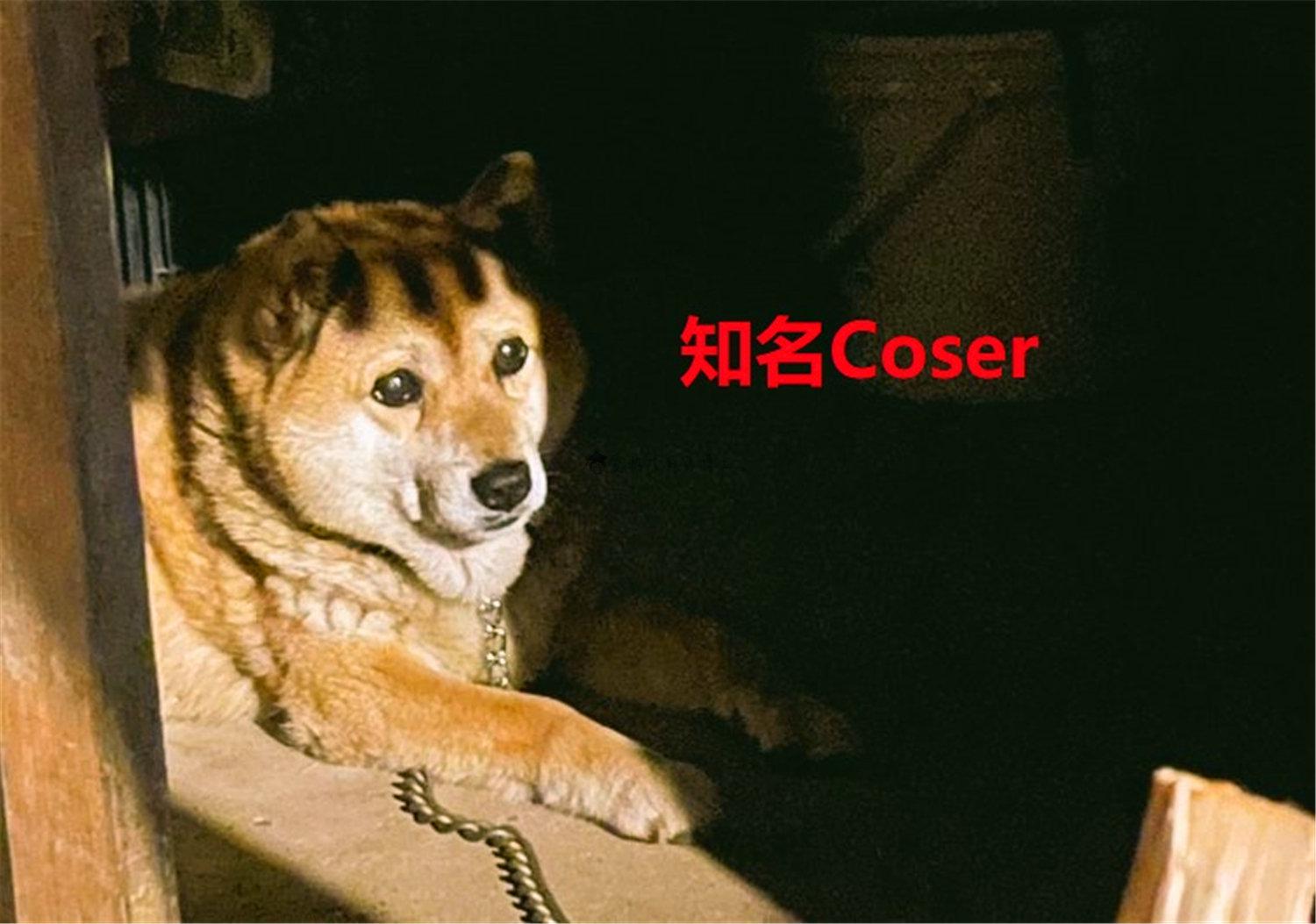 豬狗同行王中王，猜一肖，深度解析與SEO優(yōu)化，豬狗同行王中王猜謎解析與SEO優(yōu)化技巧，深度解析揭秘生肖之謎
