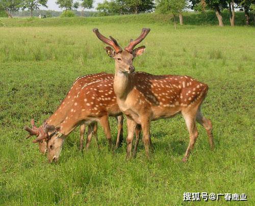 最新版本的6566cc澳彩資料大全介紹與特色功能解析，最新6566cc澳彩資料大全介紹與特色功能深度解析