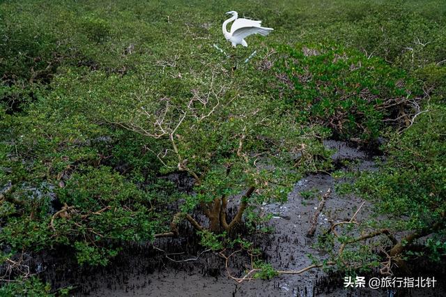 茂密森林中的王者——探尋王中王一肖的神秘魅力，森林王者揭秘，一肖的神秘魅力探尋