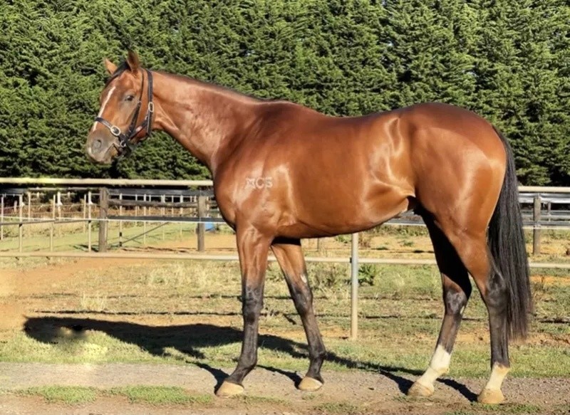 今晚澳門特馬開什么？今晚四不像的探討，今晚澳門特馬開彩結(jié)果及四不像探討