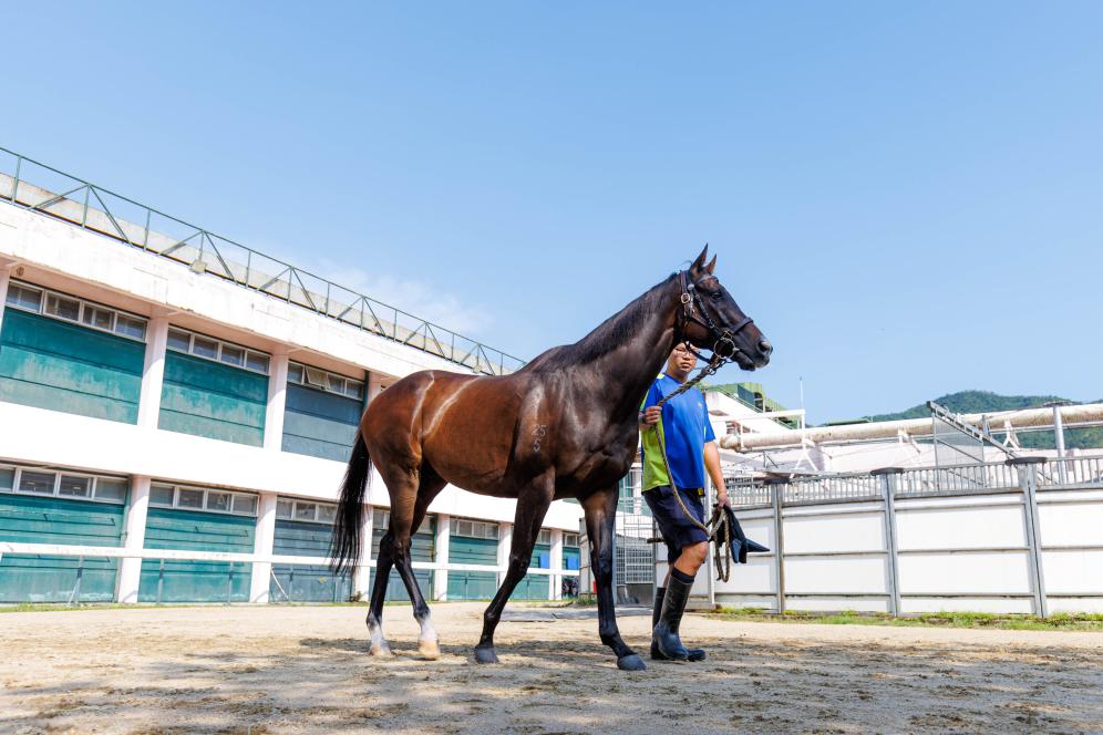 香港賽馬，77777與888888的傳奇故事，香港賽馬傳奇，77777與888888的賽場(chǎng)奇緣