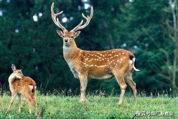 最新版本的6566cc澳彩資料大全介紹與特色功能解析，圖庫升級亮點(diǎn)一覽，最新6566cc澳彩資料大全介紹與特色功能解析，圖庫升級亮點(diǎn)全揭秘