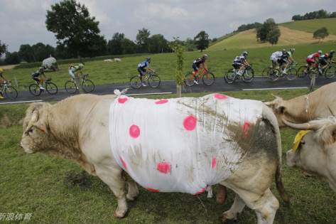 王中王四不像特一肖，神秘文化符號解讀與SEO洞察，王中王四不像特一肖，神秘文化符號解讀與SEO洞察揭秘