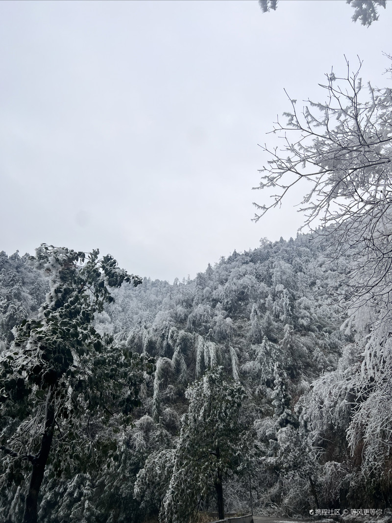 雪峰山國家森林公園，自然之美的瑰寶，雪峰山國家森林公園，自然之美的璀璨瑰寶