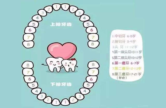 兒童換牙順序圖，了解孩子牙齒成長的秘密，兒童換牙順序圖，揭秘孩子牙齒成長之旅的奧秘
