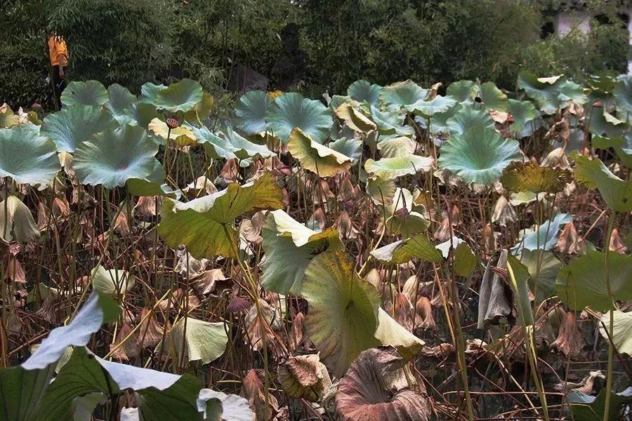 蘇州拙政園景點介紹——領(lǐng)略古典園林之美，蘇州拙政園，領(lǐng)略古典園林之美的絕佳勝地介紹
