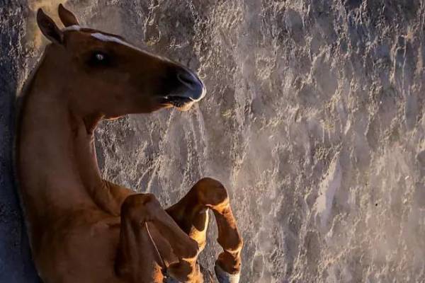 揭秘彩票背后的秘密，揭秘王中王四不像出一肖背后的奧秘，揭秘彩票王中王四不像出一肖背后的神秘秘密